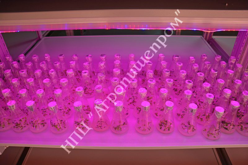Общий вид микрорастений под светодиодным освещением в лаборатории миклоклонального размножения.