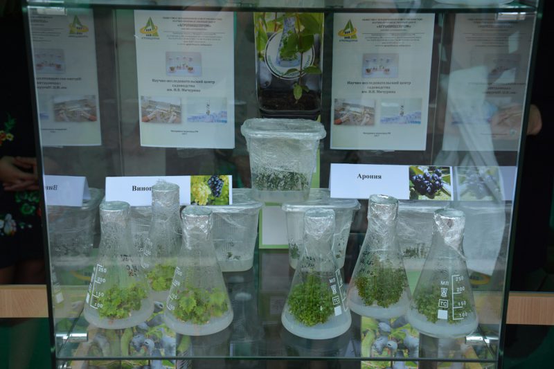 Выставочный стенд с растениями in vitro