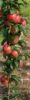 Яблоня колоновидная сорт Джин