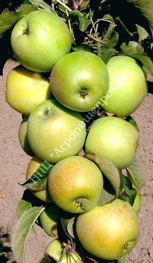 Яблоня колоновидная сорт Малюха