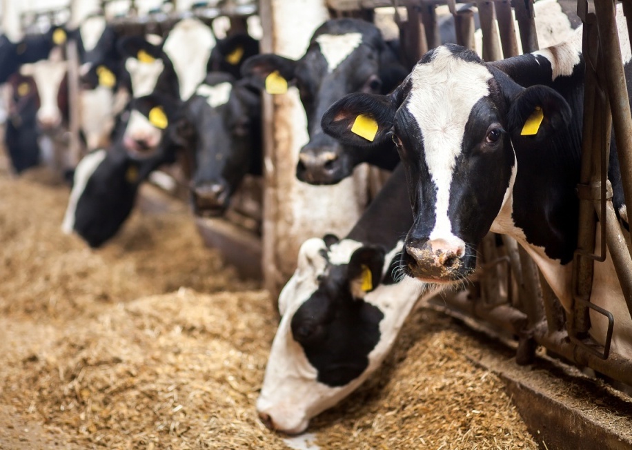 С 1 марта вступили в силу требования к обращению с побочными продуктами животноводства