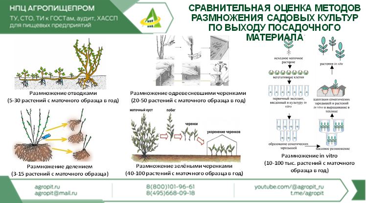 Выступление директора НИЦ Садоводства имени И.В. Мичурина НПЦ "АГРОПИЩЕПРОМ" Брыксина Д.М. на международном форуме “Всемирный день качества 2023”