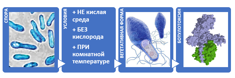 ВОЗБУДИТЕЛЬ БОТУЛИЗМА И ПИЩЕВОЕ ПРОИЗВОДСТВО