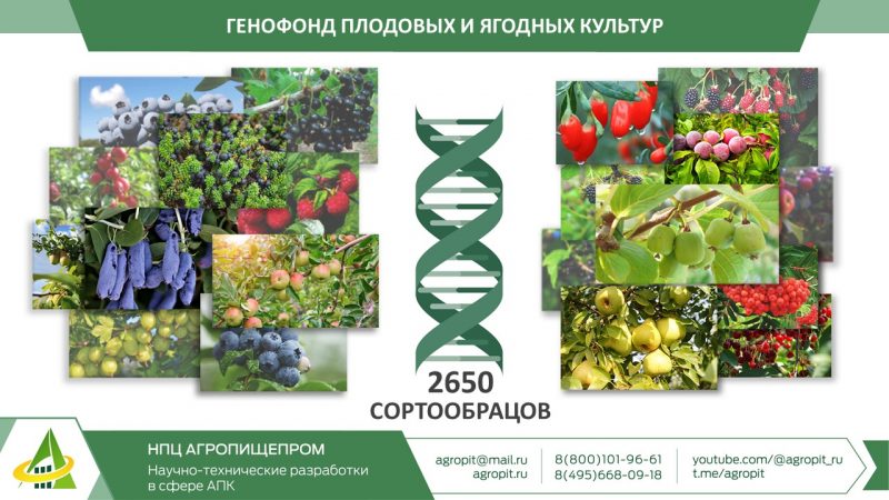 Специалисты НПЦ «Агропищепром» приняли участие в XIX международной научно-практической конференции «Интенсивное садоводство России XXI века, итоги развития, проблемы и перспективы»