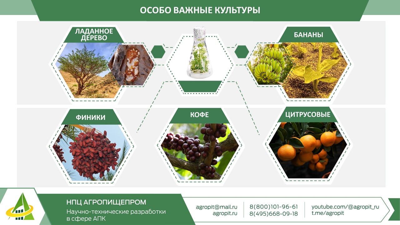 Султанат Омана: конструктивная политика и пищевая безопасность