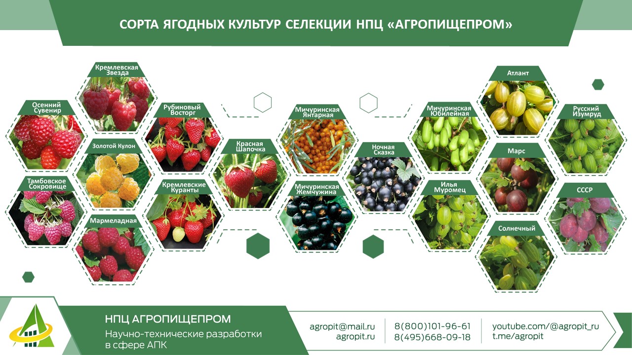 ИСПОЛНИТЕЛЬНЫЙ ДИРЕКТОР СЕРГЕЙ КОЛЕСНИКОВ НАГРАЖДЕН ПОЧЕТНОЙ ГРАМОТОЙ ОТ ГОСУДАРСТВЕННОЙ ДУМЫ РФ