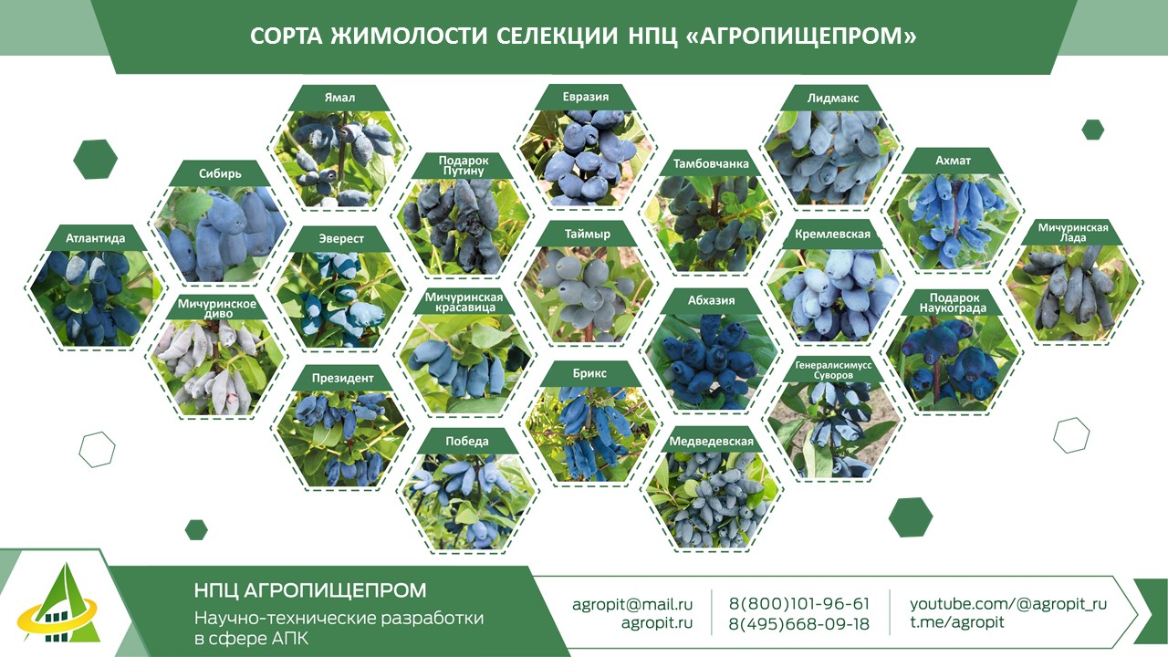 ИСПОЛНИТЕЛЬНЫЙ ДИРЕКТОР СЕРГЕЙ КОЛЕСНИКОВ НАГРАЖДЕН ПОЧЕТНОЙ ГРАМОТОЙ ОТ ГОСУДАРСТВЕННОЙ ДУМЫ РФ