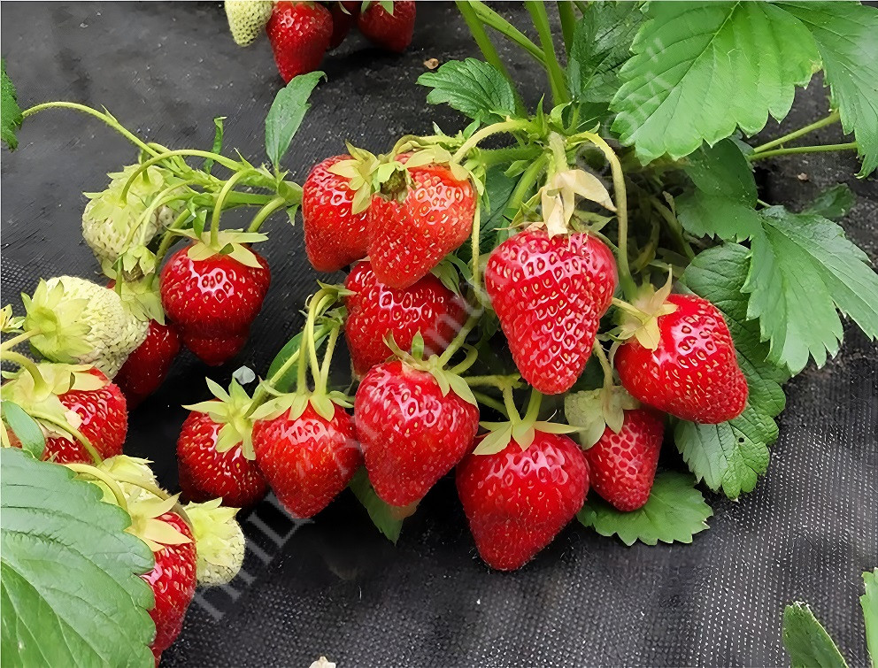 УЧЕНЫЕ НПЦ АГРОПИЩЕПРОМ СЕРГЕЙ КОЛЕСНИКОВ И ДМИТРИЙ БРЫКСИН ВЫВЕЛИ НОВЫЙ СОРТ ЗЕМЛЯНИКИ САДОВОЙ РУБИНОВЫЙ ВОСТОРГ