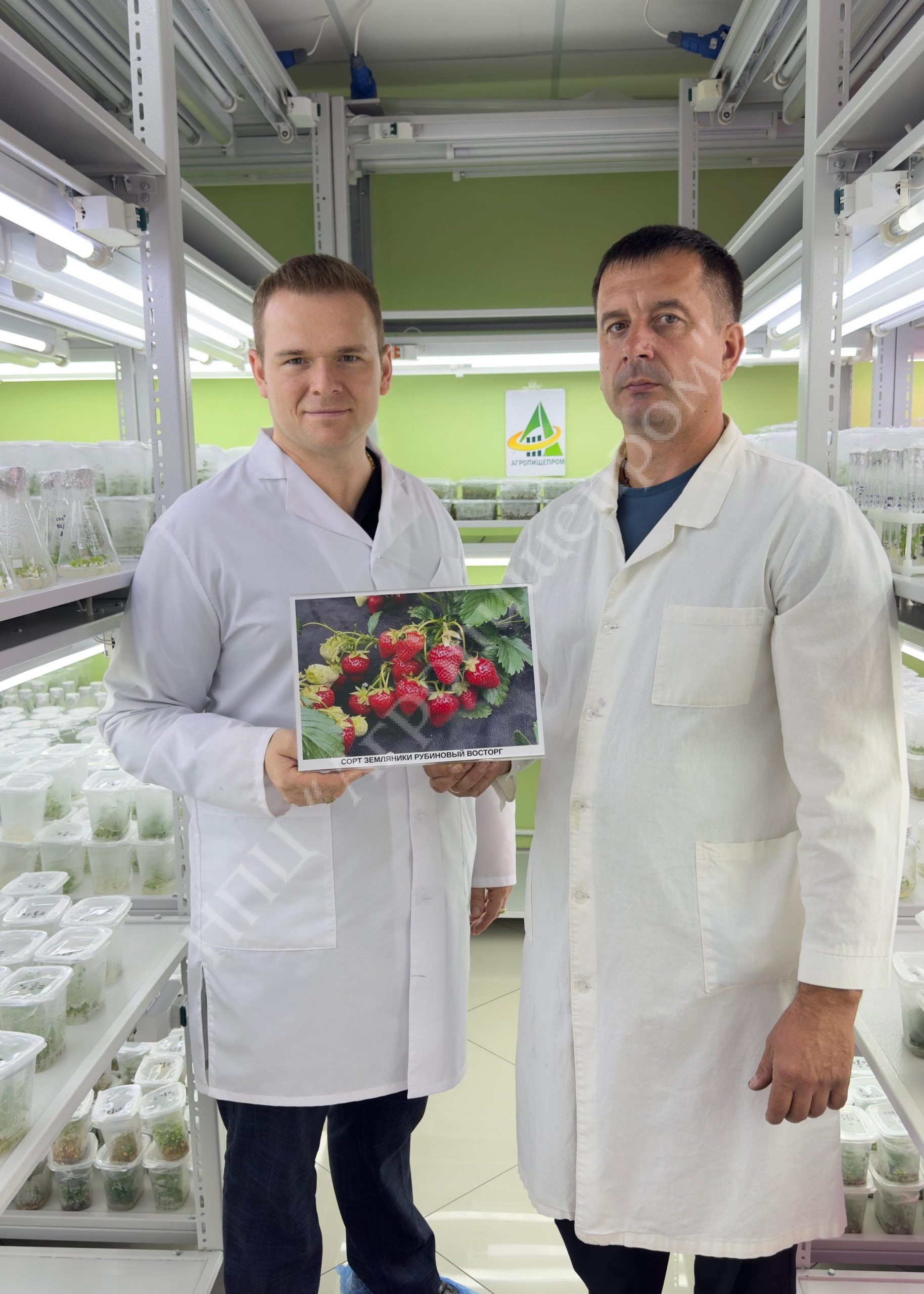 УЧЕНЫЕ НПЦ АГРОПИЩЕПРОМ СЕРГЕЙ КОЛЕСНИКОВ И ДМИТРИЙ БРЫКСИН ВЫВЕЛИ НОВЫЙ СОРТ ЗЕМЛЯНИКИ САДОВОЙ РУБИНОВЫЙ ВОСТОРГ