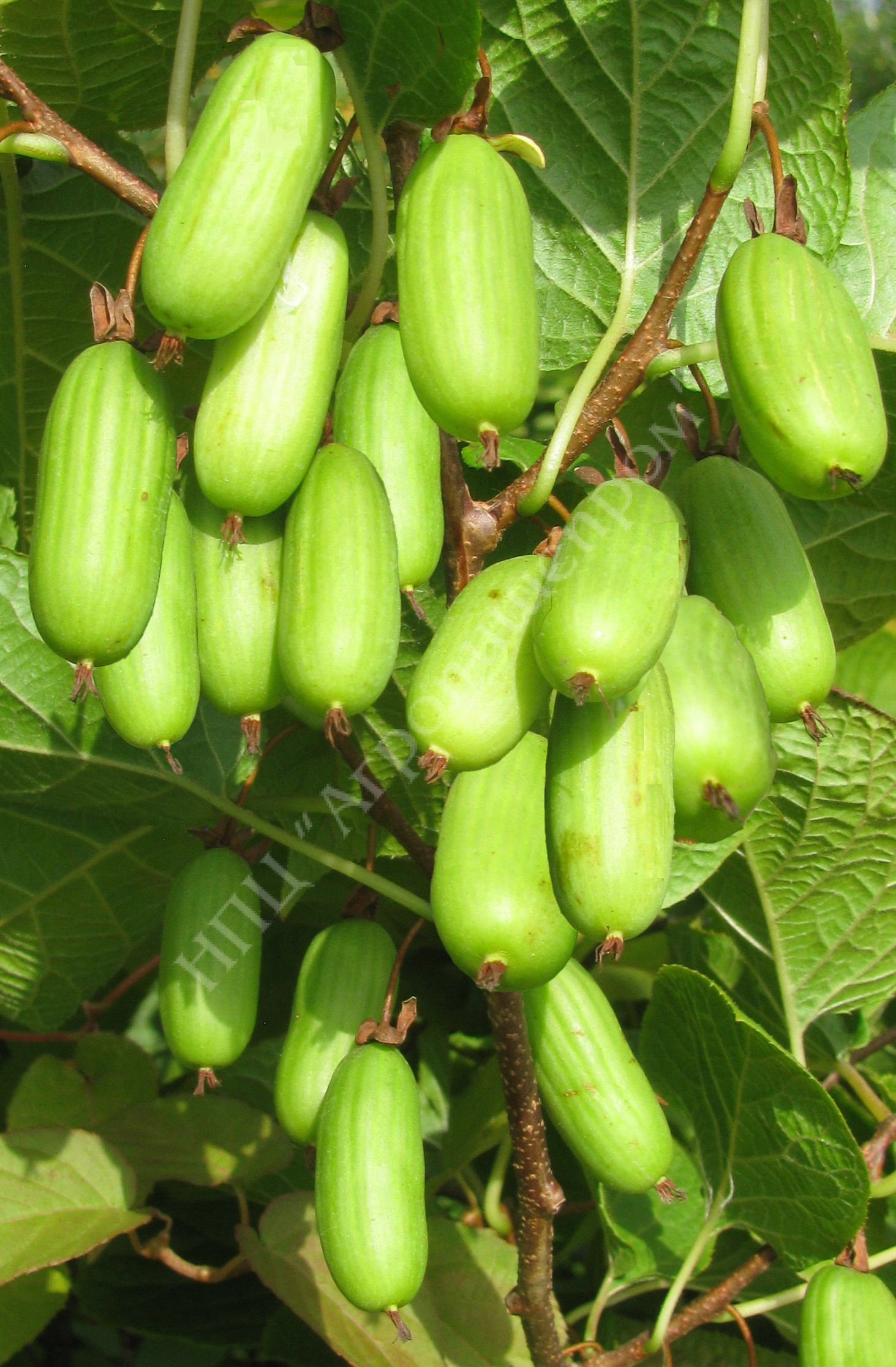 Актинидия сорт Мичуринская юбилейная