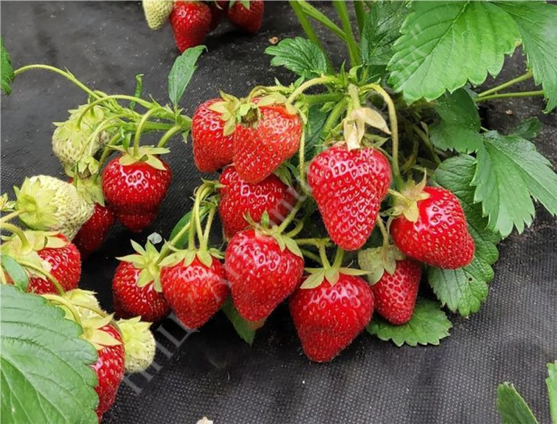 Земляника сорт Рубиновый восторг